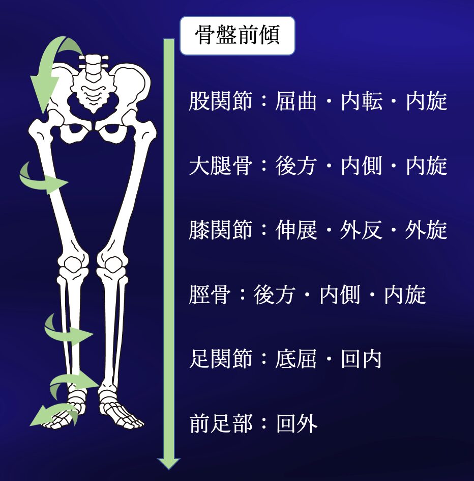 骨盤の傾きから始まる下肢への運動連鎖を示した解剖図で骨盤矯正の施術では必須の概念